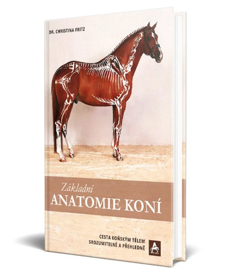 Základní anatomie koní
