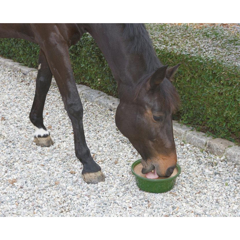 Liz Delizia Horse Bronchial