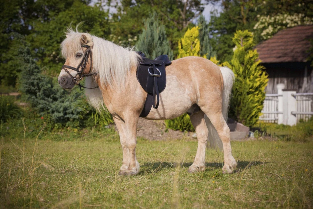 Sada Pony Economy 15''