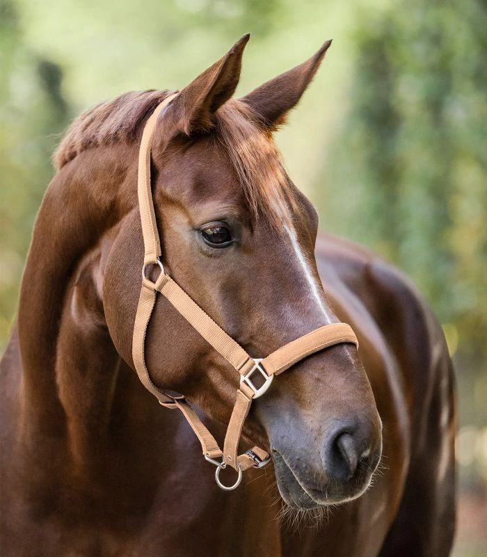 Nylonová ohlávka Waldhausen Satin