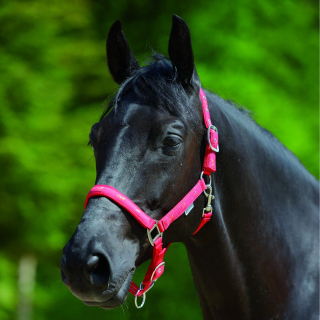 Stájovka Little Horse Waldhausen