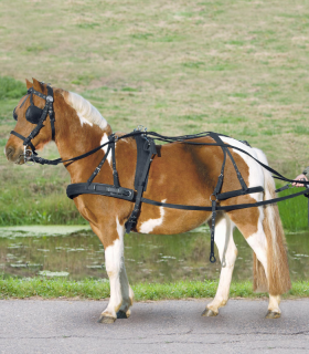 Jednoduchý syntetický postroj, STAR pony a shetty